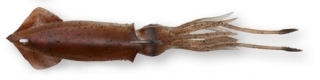 savage gear 3D TPE swim squid 26cm Brown124g
