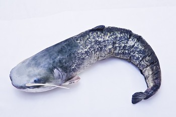 Sumec velký (Catfish) - 115 cm polštářek - GSV GABY